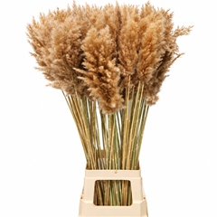 Cortaderia Natural 110cm