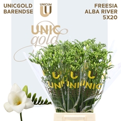 Freesia Single Alba River 50cm 20gr.