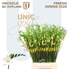 Freesia Single Avenue 50cm 20gr.