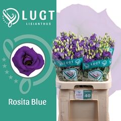 Eustoma Double Rosita Blue 70cm