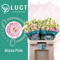 Eustoma Double Alissa Pink 70cm