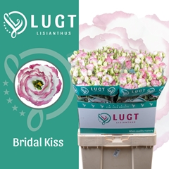 Eustoma Double Croma Bridal Kiss 70cm