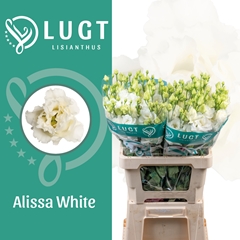 Eustoma Double Alissa White 70cm