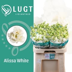 Eustoma Double Alissa White 70cm
