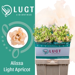 Eustoma Double Alissa Light Apricot 70cm