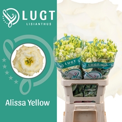 Eustoma Double Alissa Yellow 70cm