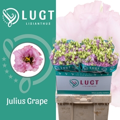 Eustoma Double Julius Grape 70cm