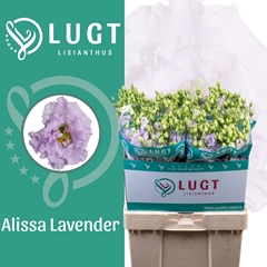 Eustoma Double Alissa Lavender 70cm