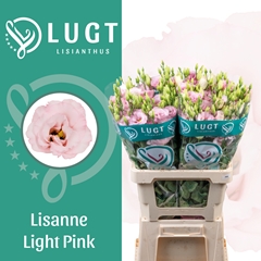 Eustoma Double Lisanne Light Pink 70cm