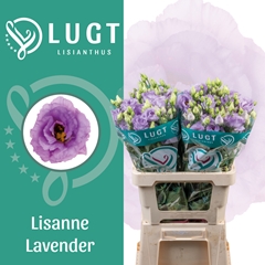 Eustoma Double Lisanne Deep Lavender 70cm