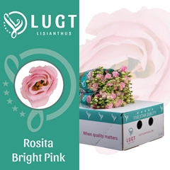 Eustoma Double Rosita Bright Pink 70cm