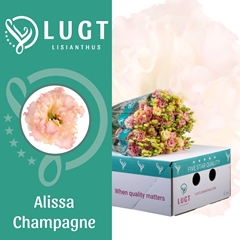 Eustoma Double Alissa Champagne 70cm