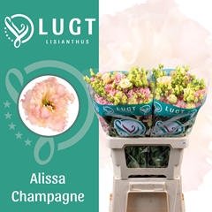 Eustoma Double Alissa Champagne 70cm