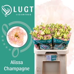 Eustoma Double Alissa Champagne 70cm