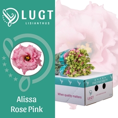 Eustoma Double Alissa Rose Pink 70cm