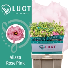 Eustoma Double Alissa Rose Pink 70cm