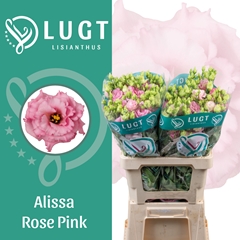 Eustoma Double Alissa Rose Pink 70cm