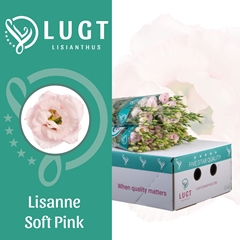 Eustoma Double Lisanne Soft Pink 70cm