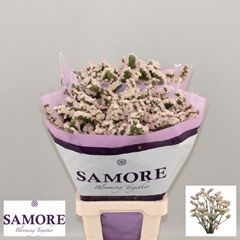 Limonium Sinuatum Apricot Sun Birds 70cm 35gr.