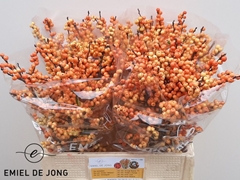 Ilex Verticillata Ilexia Julia 60cm