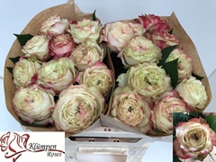 Rosa Apple Jack 50cm