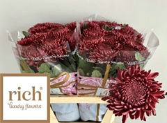 Chrysanth Single Bigoudi Red 80cm 80gr.