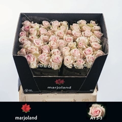 Rosa Lovely Dolomiti@ 60cm