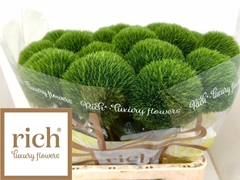 Dianthus Barb Kiwi Mellow 60cm