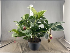 Medinilla Magnifica 30Ø 90cm 10bl