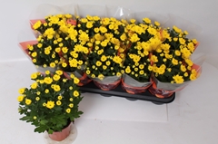 Chrysanth Cozy 12Ø 26cm