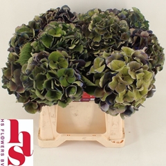 Hydrangea Royal King Classic 40cm 13-15cm Hd