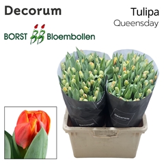 Tulip Double Queensday 45cm 45gr.