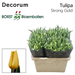 Tulip Single Strong Gold 40cm 35gr.