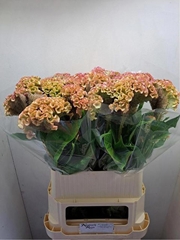 Celosia Bar Bossa 90cm