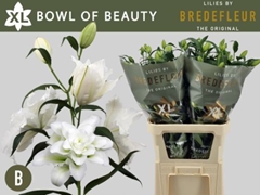Lily Oriental Double Bowl Of Beauty 90cm 4+