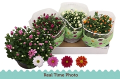 Chrysanth Mix 23Ø 25cm