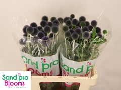 Echinops Blue Globe 60cm