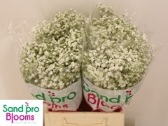 Gypsophila Paniculata Xlence 40cm 5gr.