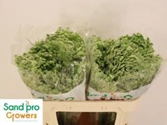Ammi Visnaga Casablanca 70cm