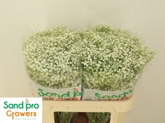 Gypsophila Paniculata Zinzi Discovery 70cm 20gr.