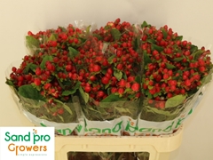 Hypericum Magical Triumph 70cm