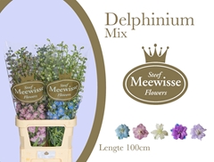 Delphinium Double Mix 100cm