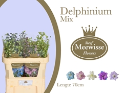 Delphinium Double Mix 70cm