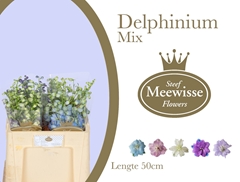 Delphinium Double Mix 50cm
