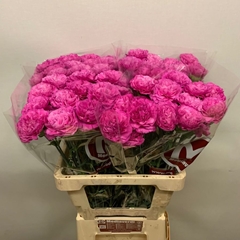 Dianthus Single Haiku 60cm