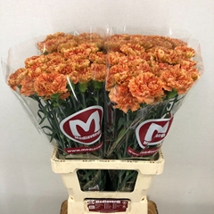 Dianthus Single Dafne 65cm