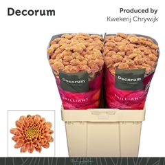 Chrysanth Santini Ellison Salmon 55cm 54gr.