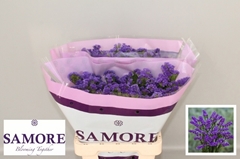 Limonium Sinuatum Acqua Sun Birds 60cm 20gr.