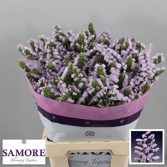 Limonium Sinuatum Tessa Lavender 60cm 20gr.