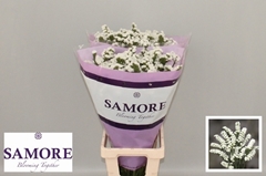 Limonium Sinuatum Silvery Sun Birds 80cm 55gr.